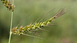 Image of cockspur grass