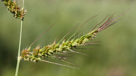 Image of barnyard grass