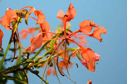 Image of Bauhinia coccinea (Lour.) DC.