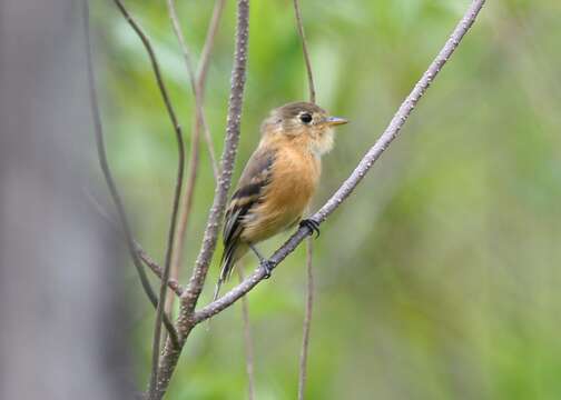 Image of Buff-breasted Flycatcher