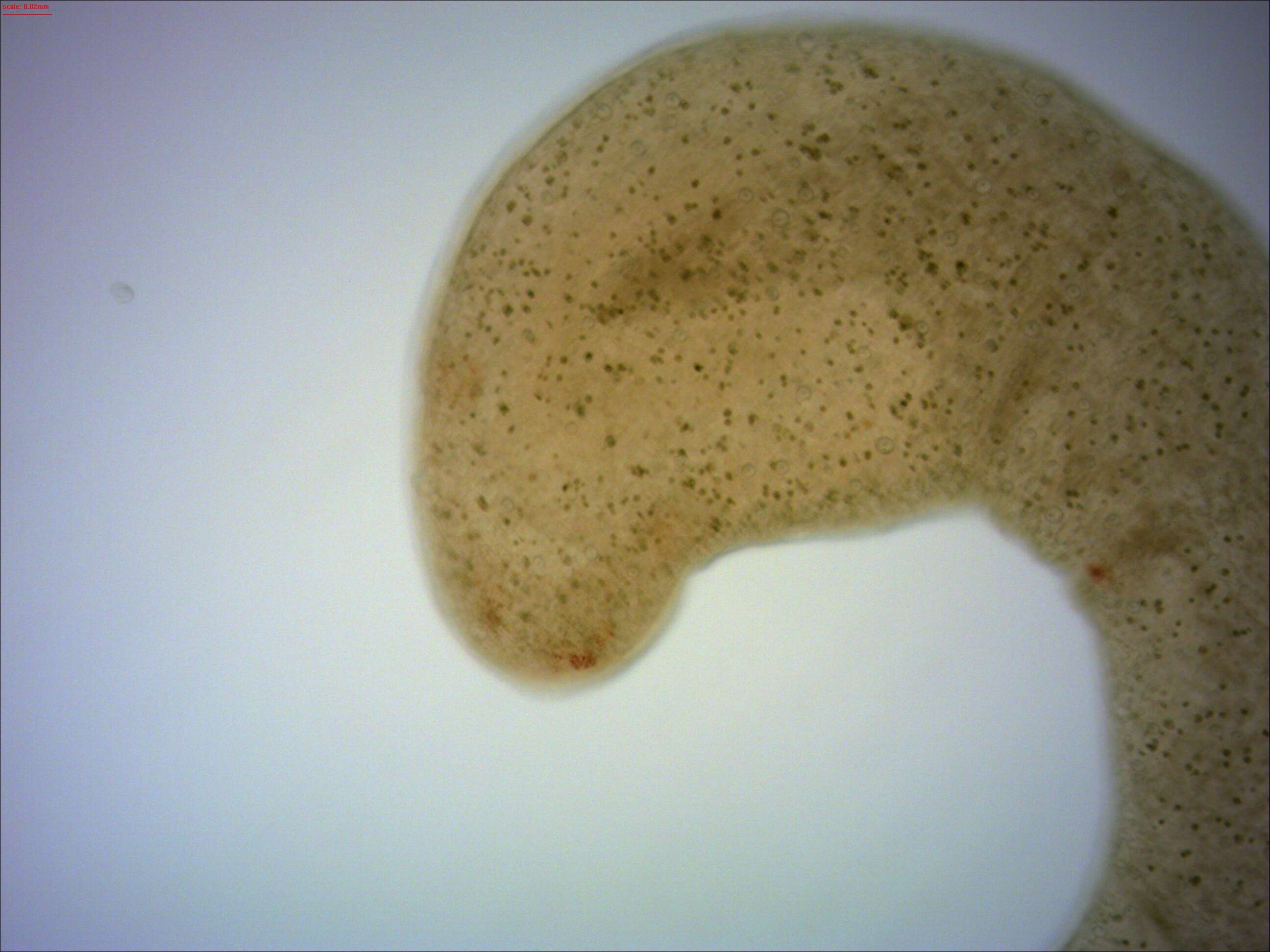 Image of Dolichomicrostomida