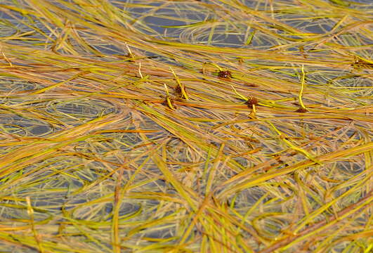 Image of Floating Bur-reed