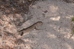 Image of Bull Skink