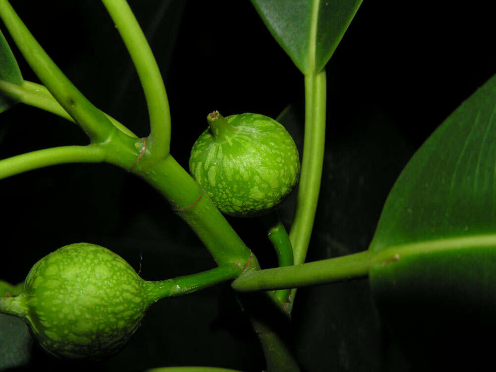 Ficus crassiuscula Warb. ex Standl.的圖片