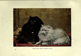 Image of Small Cats