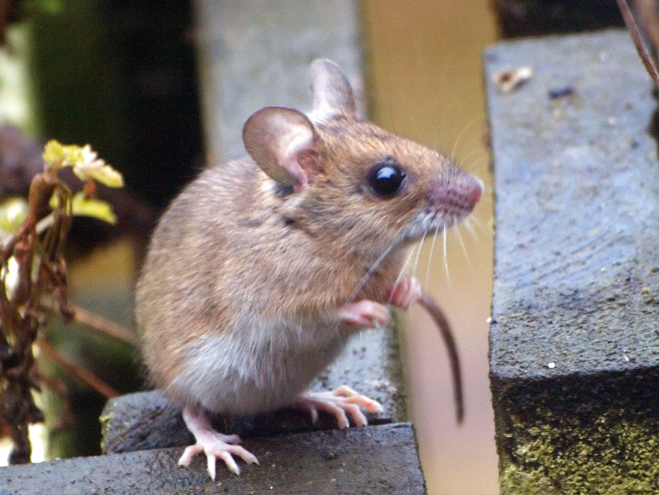 Image of wood mouse, long-tailed field mouse