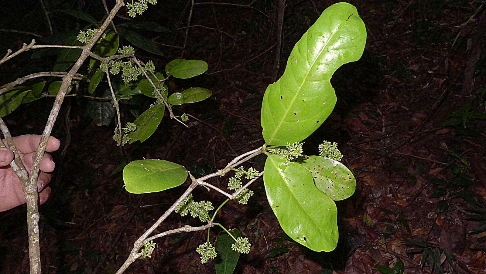 Imagem de Guapira venosa (Choisy) Lundell