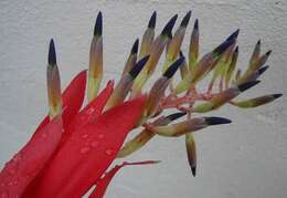 Image of billbergia