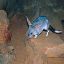 Image of Greater Bilby