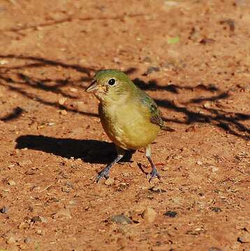 Image of Painted Bunting