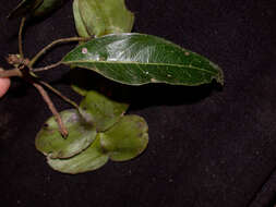 Image of Terminalia argentea Mart.