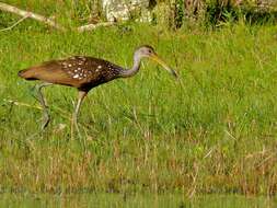 Image of limpkins