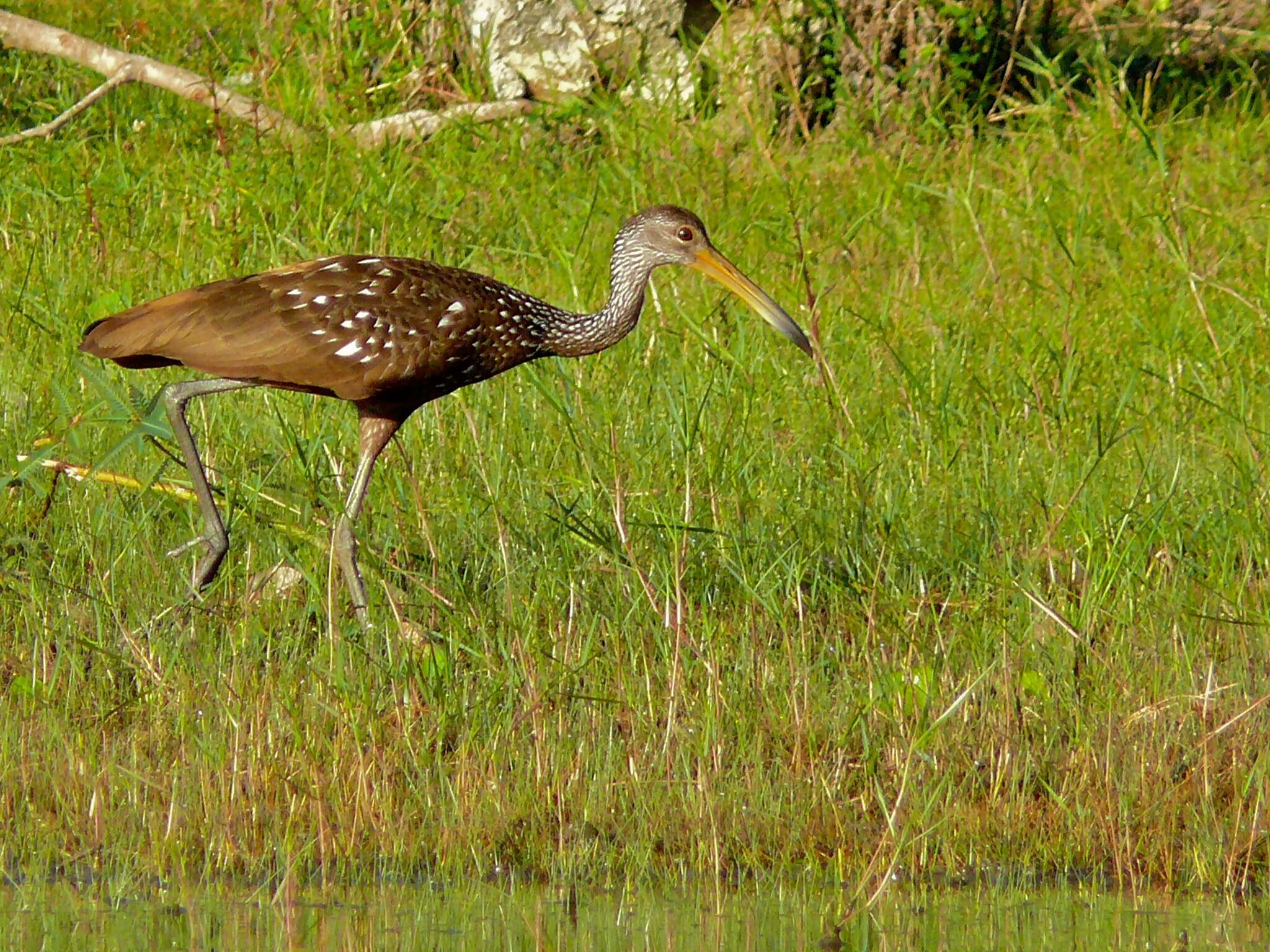 Image of limpkins