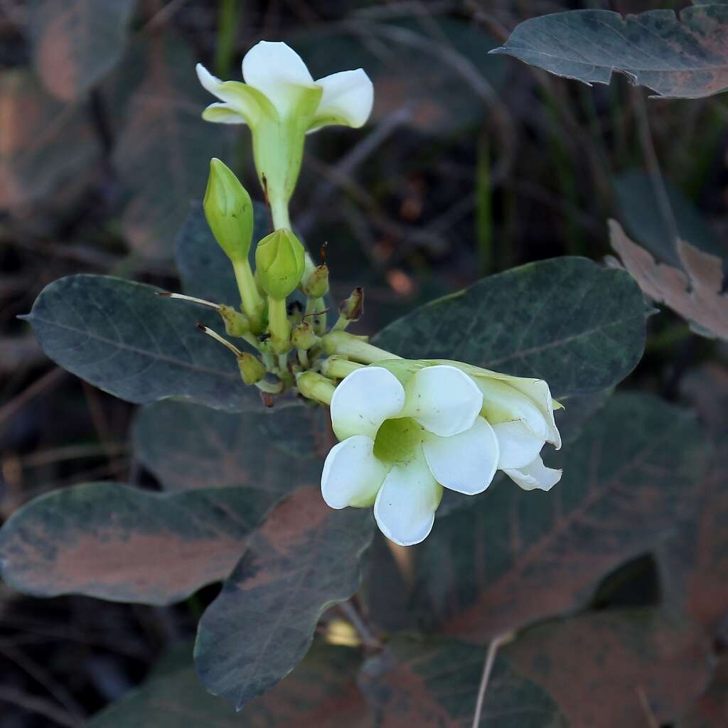 Imagem de Odontadenia lutea (Vell. Conc.) Markgr.