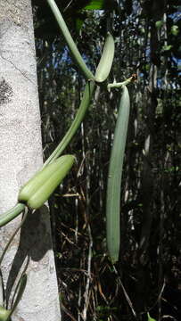 Image of Vanilla bahiana Hoehne