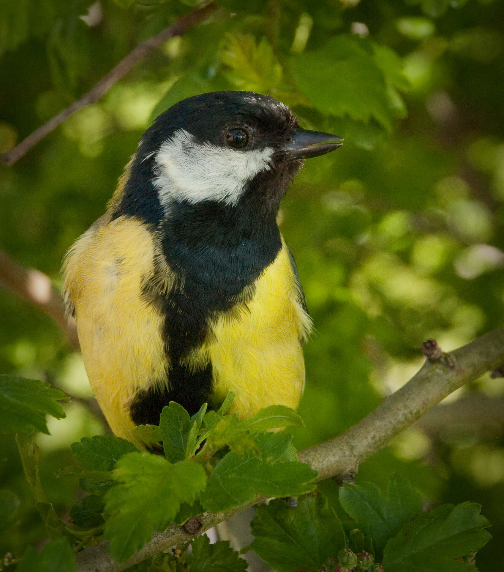 Image of Parus Linnaeus 1758