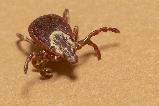 Image of American Levi tick