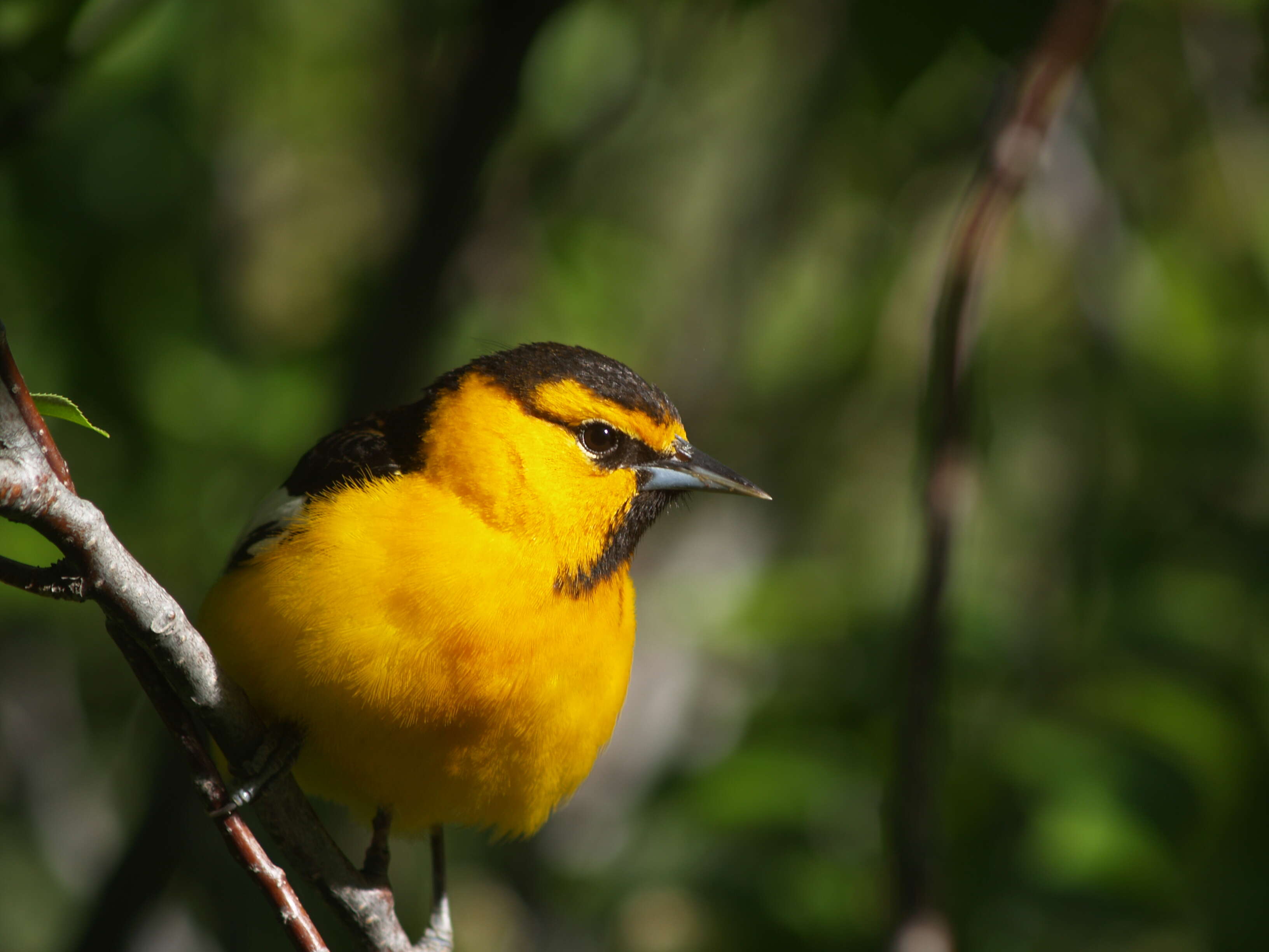 Image de Oriole de Bullock