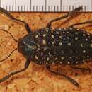 Image of Sulphurous jewel beetle