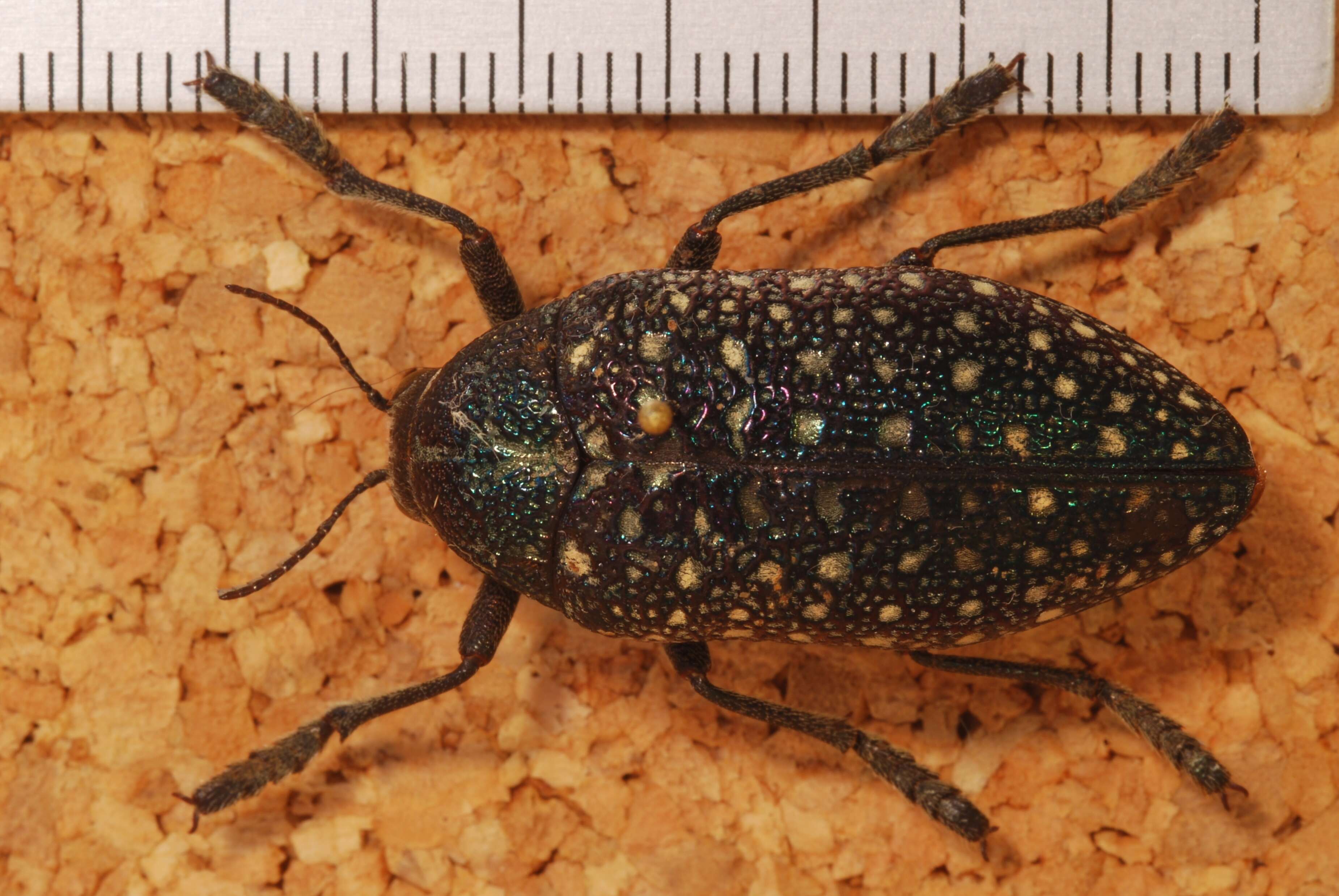 Image of Sulphurous jewel beetle