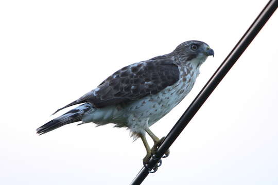 Image of Broad-winged Hawk