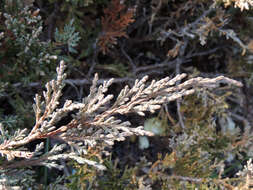 Image of Chinese Juniper