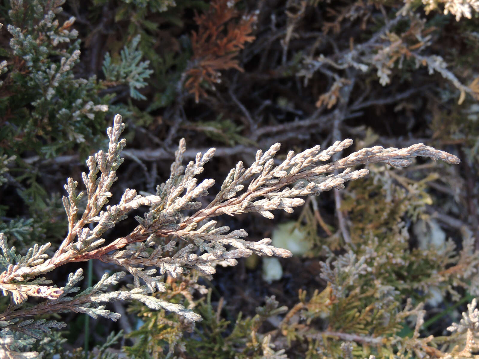 Juniperus chinensis var. sargentii A. Henry resmi