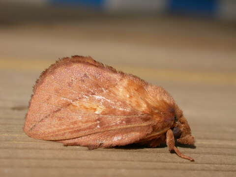 Слика од Euthrix potatoria Linnaeus 1758