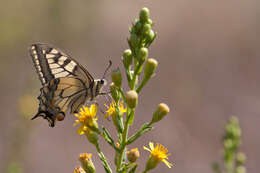 Image of Old World Swallowtail