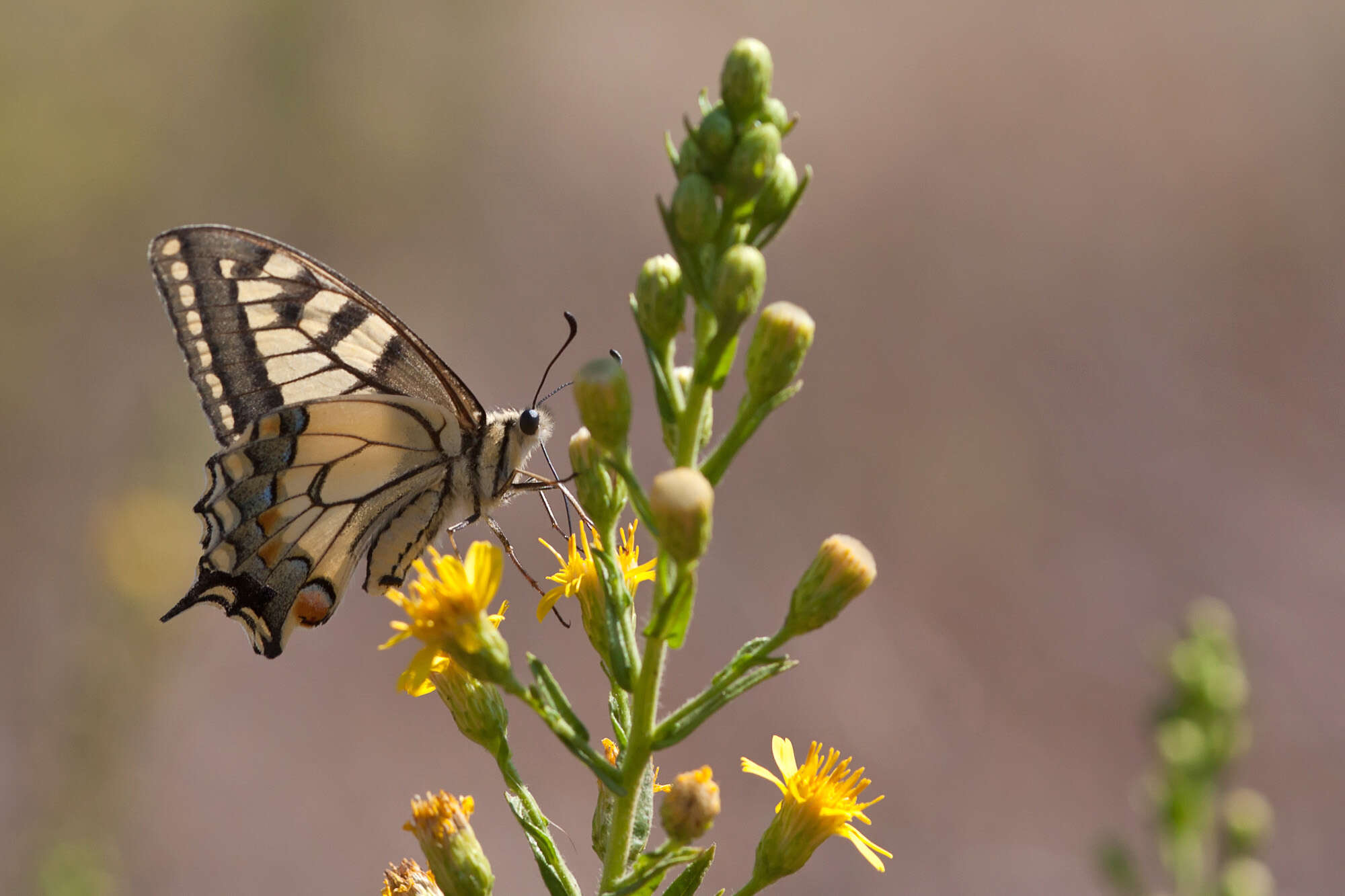 Image of Old World Swallowtail