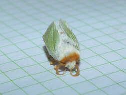 Image of slug caterpillar moths