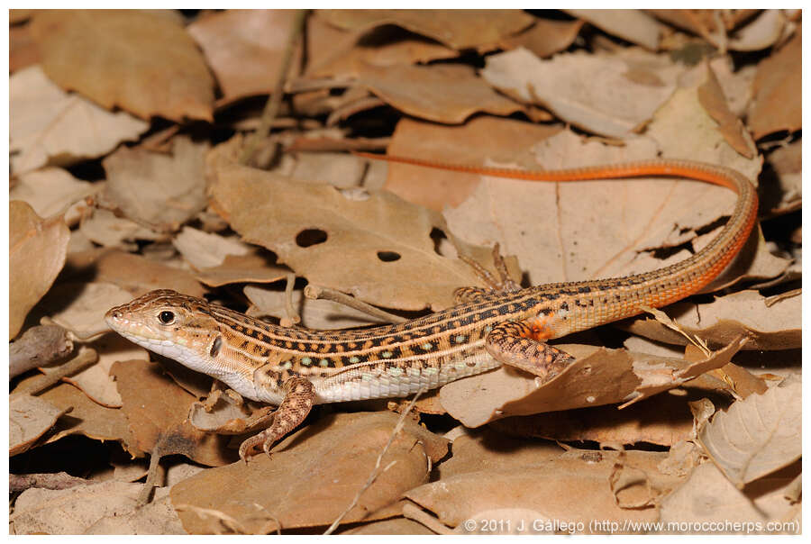 Image of Fringe-fingered lizard