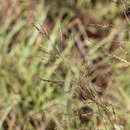 صورة Coleataenia anceps (Michx.) Soreng