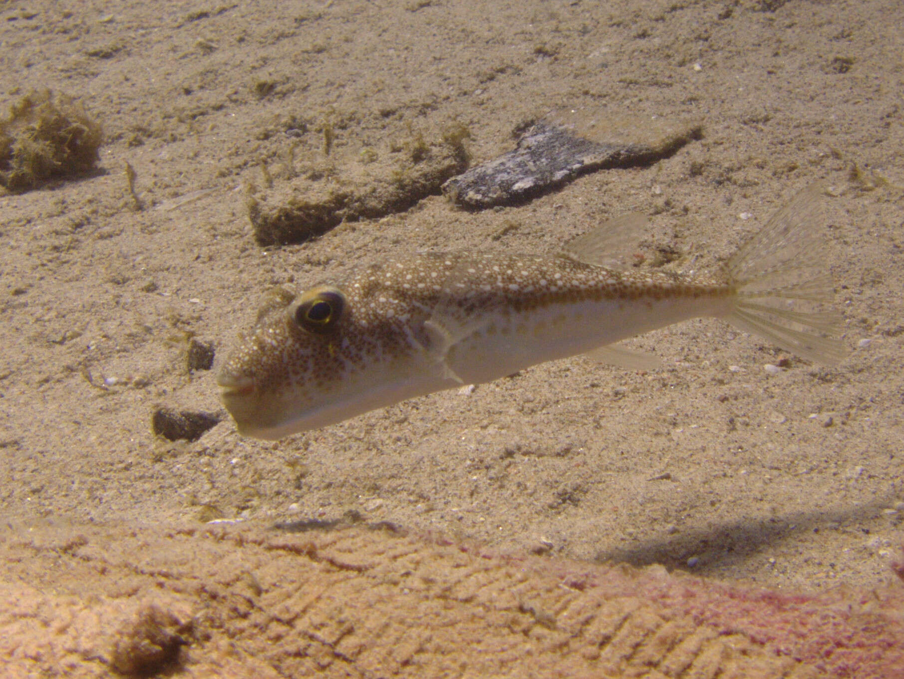 Image of Studded Pufferfish