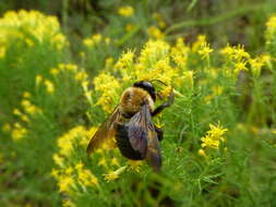 Image of carpenter bee