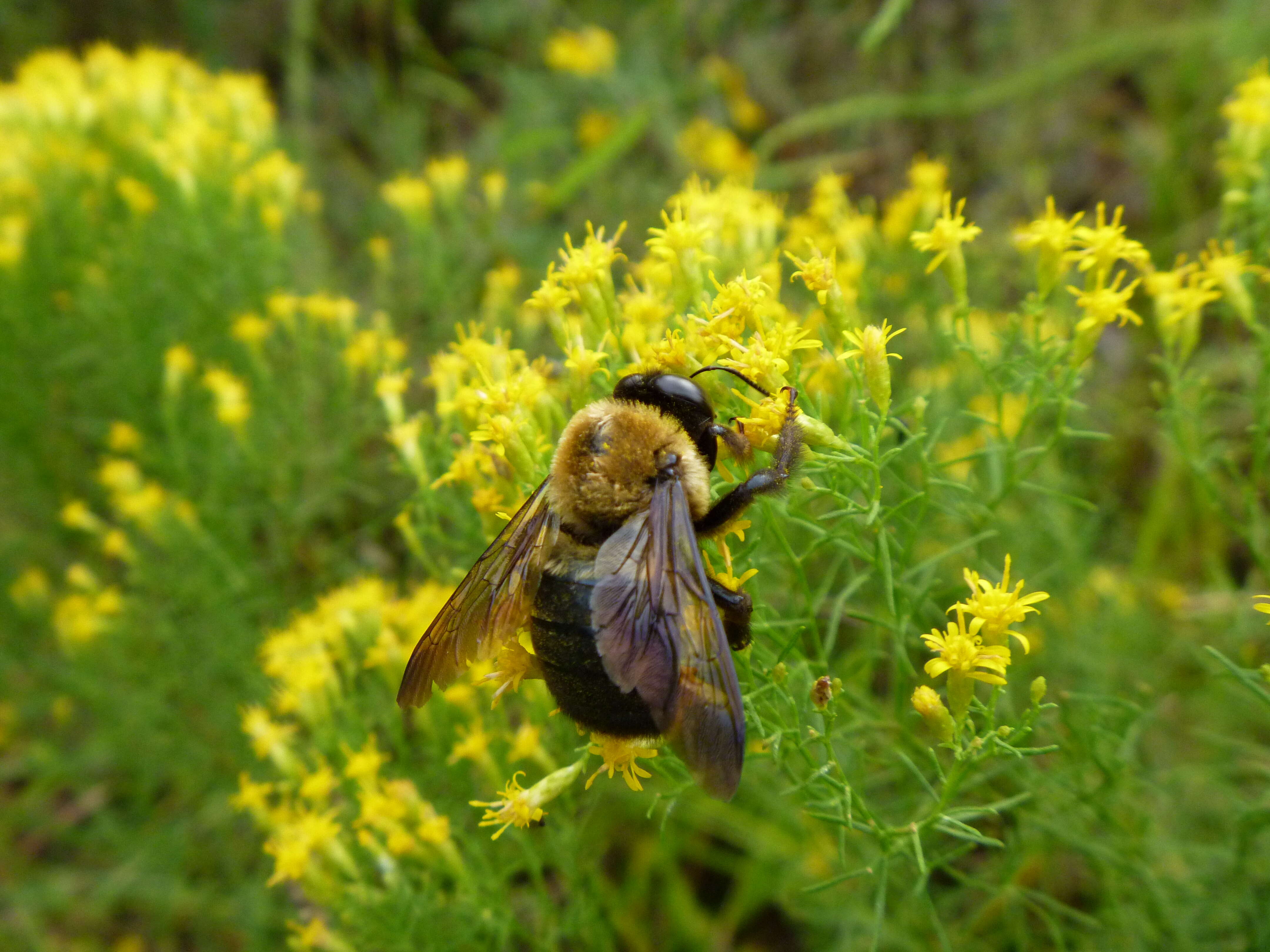 Image of carpenter bee