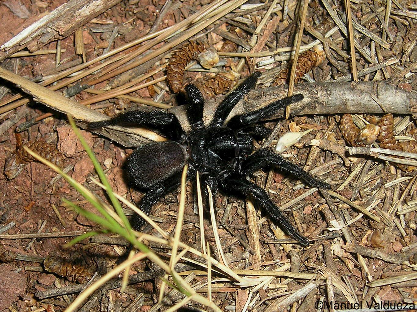 Image of wafer trapdoor spiders