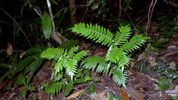 Imagem de Adiantum argutum Splitb.