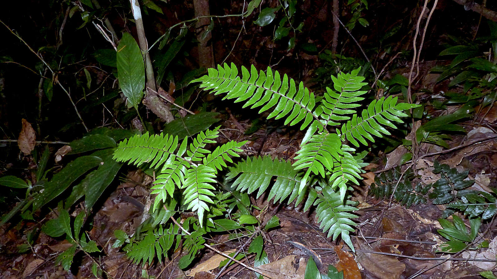 Imagem de Adiantum argutum Splitb.