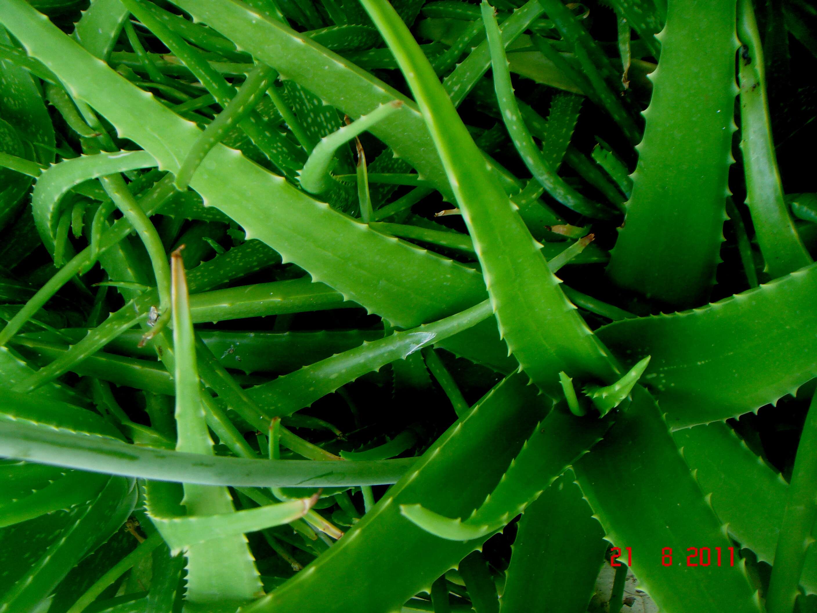 Image of aloe