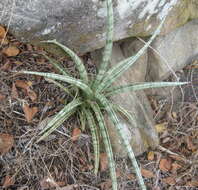 Image of Sansevieria downsii Chahin.