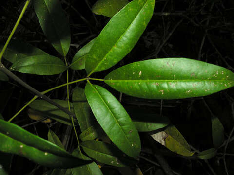 صورة Tabebuia palustris Hemsl.