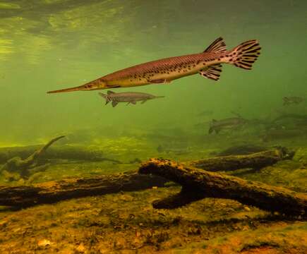 Image of Longnose Gar