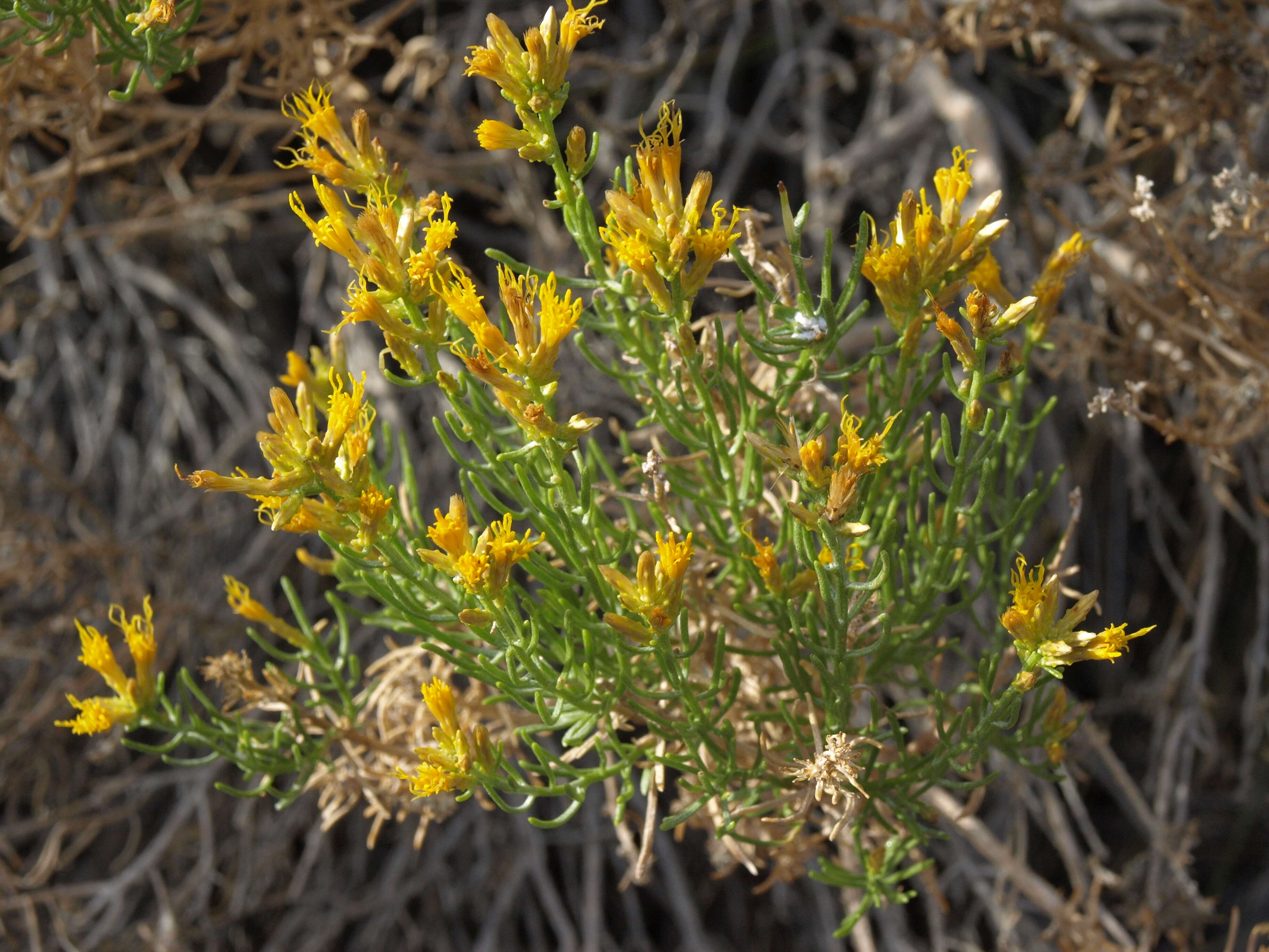 Ericameria teretifolia (Dur. & Hilg.) Jepson resmi