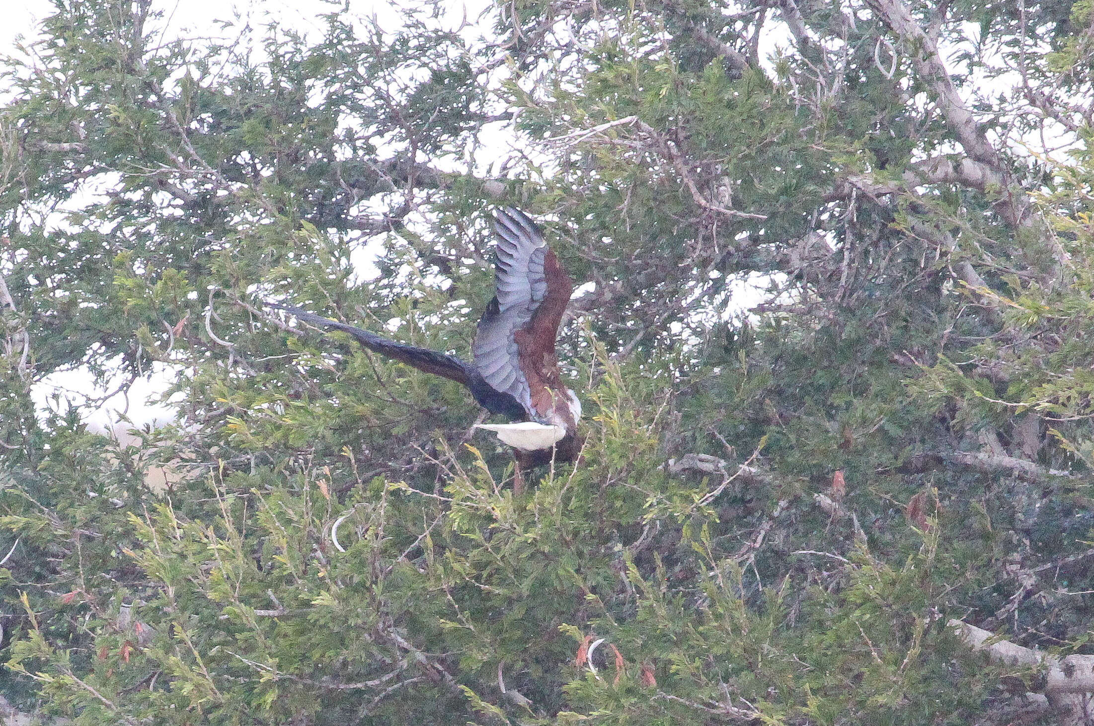 Image of Sea eagles