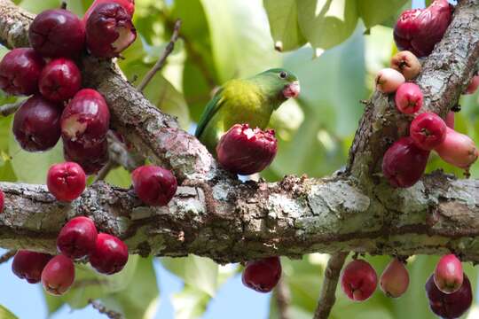 Image of Orange-chinned Parakeet