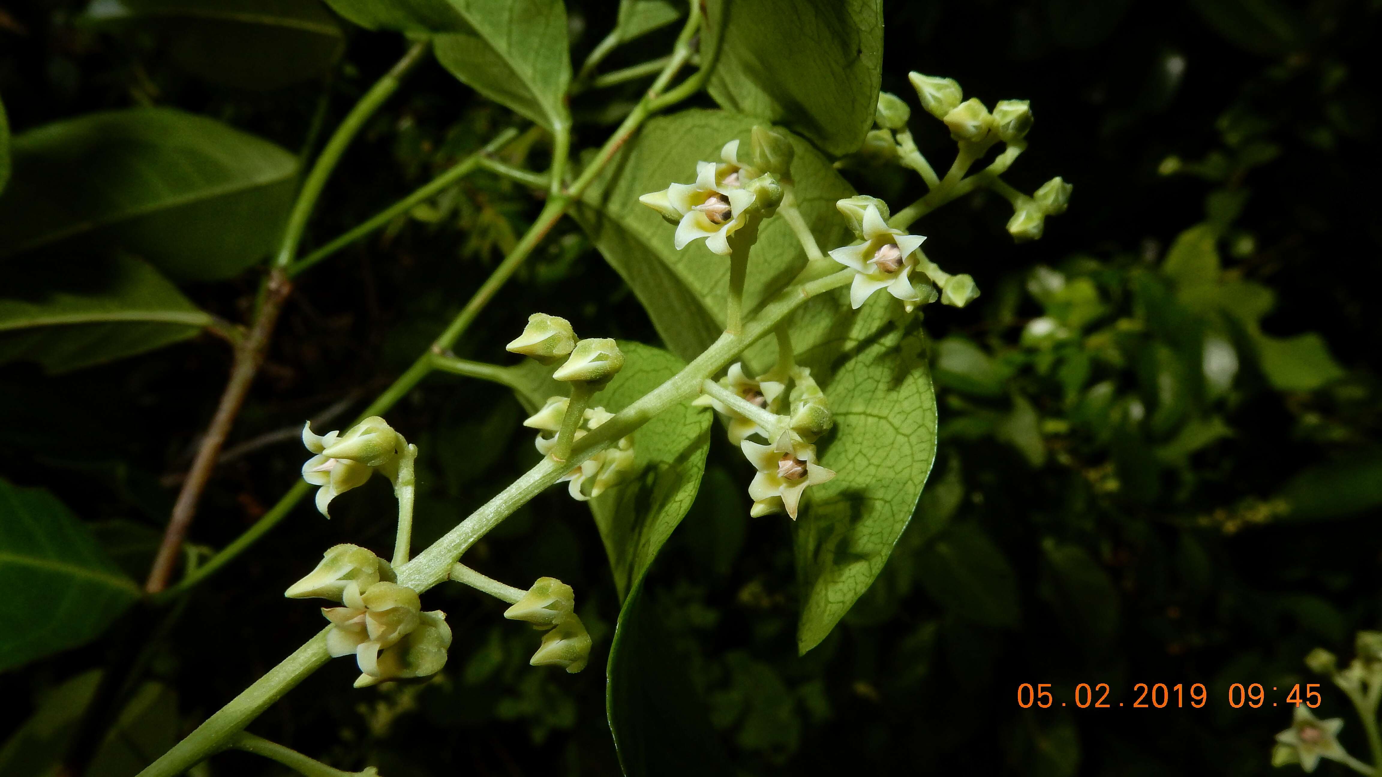 Image of Rinorea bahiensis (Moricand) Kuntze