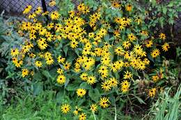 Image of blackeyed Susan