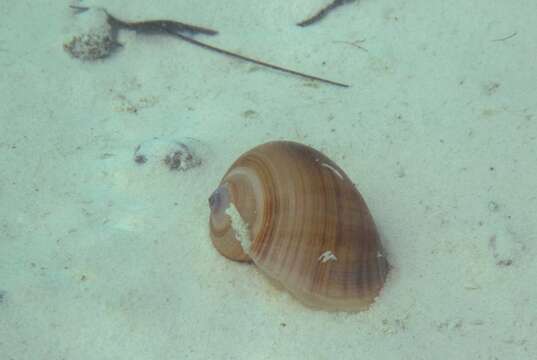 Image of Pomacea flagellata (Say 1829)