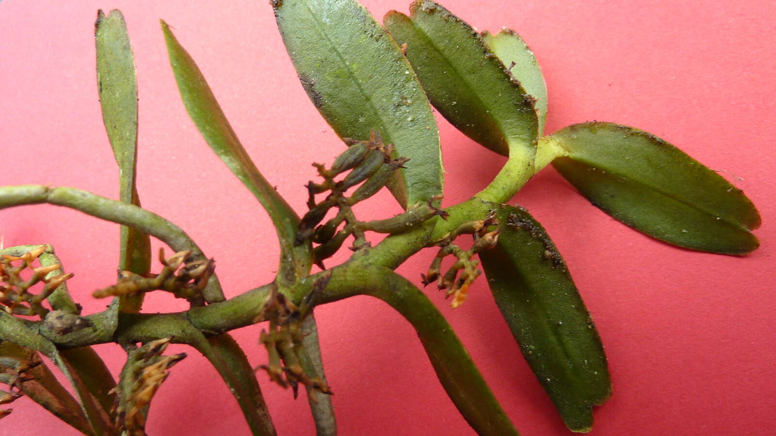 Image of Bentspur orchids